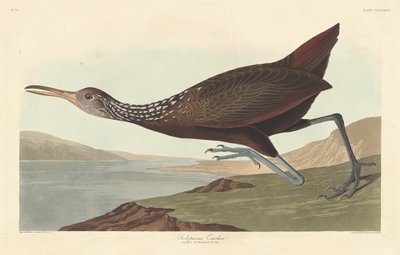 Scolopaceus Courlan, 1837. af Robert Havell