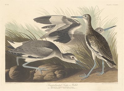 Halvpalmatiseret Snipe eller Willet, 1835. af Robert Havell