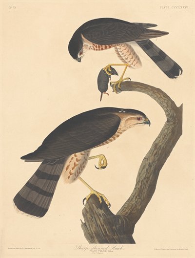 Høg med skarp skinne, 1837. af Robert Havell