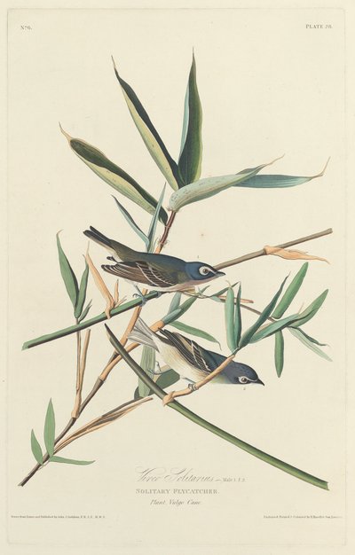 Ensom fluefanger, 1828. af Robert Havell