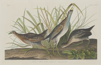 Sora eller jernbane, 1834. af Robert Havell