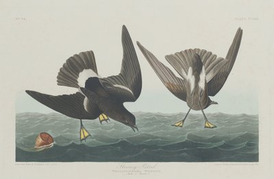 Stormfuld Petrel, 1835. af Robert Havell