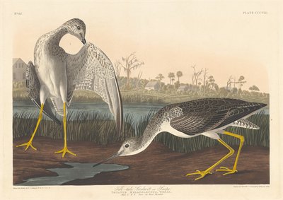 Fortæller Godwit, 1836. af Robert Havell