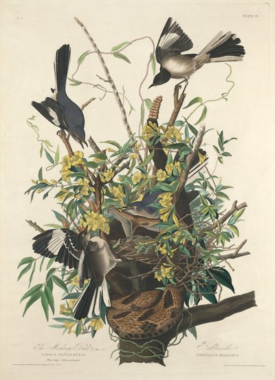 Den spottende fugl, 1827. af Robert Havell