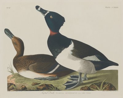 Tufted Duck, 1834. af Robert Havell