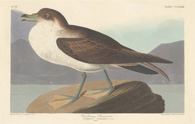 Vandrende Shearwater, 1835. af Robert Havell