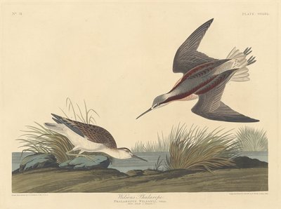 Wilsons Phalarope, 1835. af Robert Havell