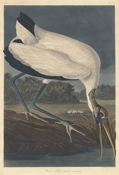 Wood Ibis, 1834. af Robert Havell
