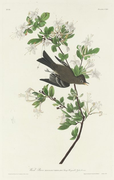 Wood Pewee, 1831. af Robert Havell