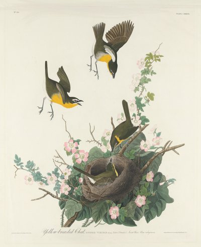 Gulbryst Chat, 1832. af Robert Havell