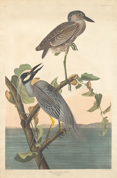 Gul-kronet hejre, 1836. af Robert Havell