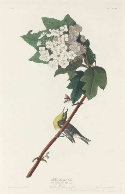 Gulstrubet Vireo, 1831. af Robert Havell