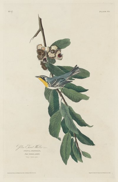 Gulstrubet Sanger, 1830. af Robert Havell