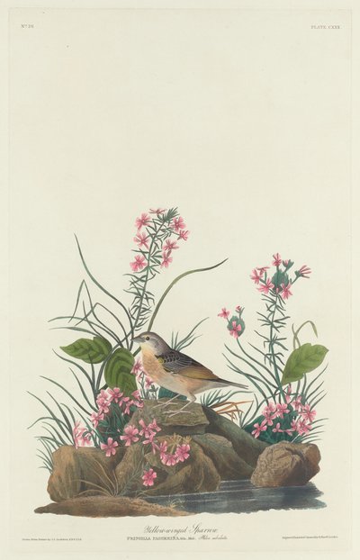 Gulvinget spurv, 1832. af Robert Havell
