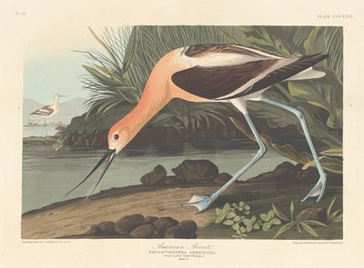 Amerikansk Avocet af Robert Havell after John James Audubon