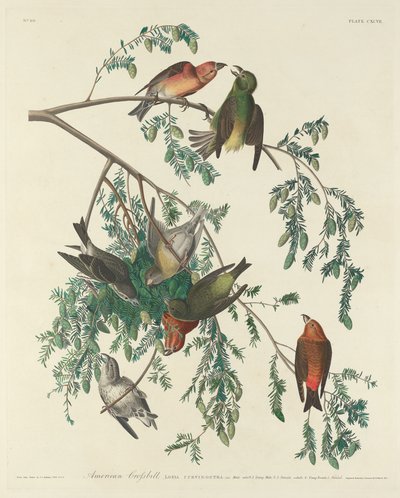Amerikansk korsnæb af Robert Havell after John James Audubon