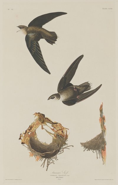 Amerikansk Swift af Robert Havell after John James Audubon