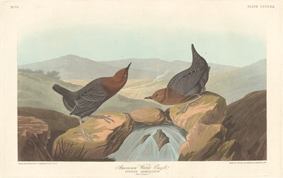 American Water Ouzel af Robert Havell after John James Audubon