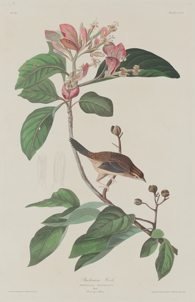 Bachmans Finch af Robert Havell after John James Audubon