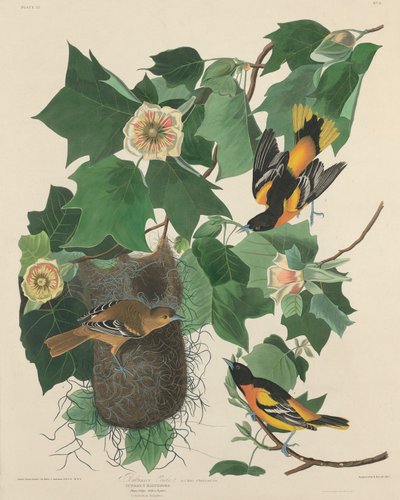 Baltimore Oriole af Robert Havell after John James Audubon