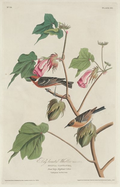 Laurbærsanger af Robert Havell after John James Audubon