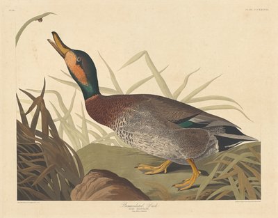 Bemakuleret And af Robert Havell after John James Audubon