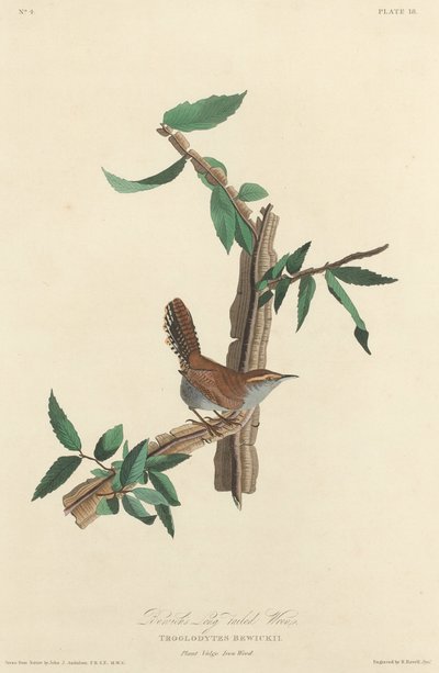 Bewicks langhalede Wren af Robert Havell after John James Audubon