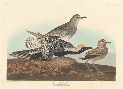 Sortbuget Plover af Robert Havell after John James Audubon