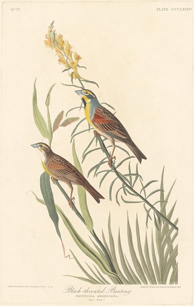 Sortstrubet Bunting af Robert Havell after John James Audubon