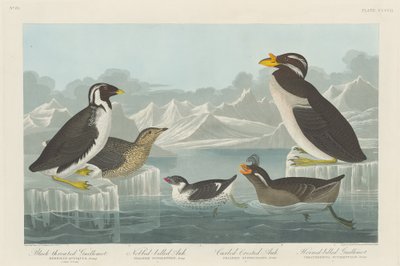 Sortstrubet lomvi, nobbet-næbbet alk, krøllet lomvi og hornnæbbet lomvie af Robert Havell after John James Audubon