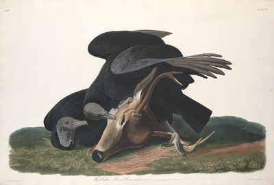 Sort Grib af Robert Havell after John James Audubon