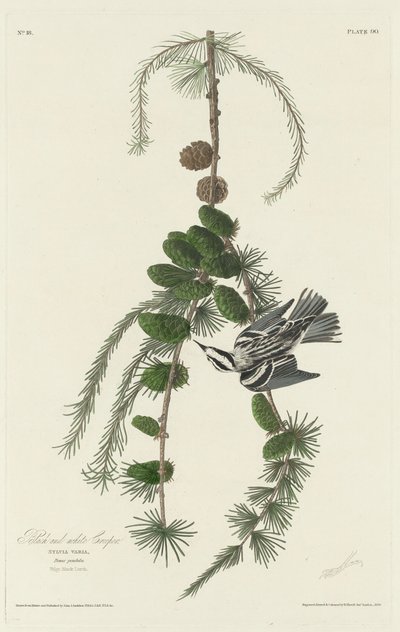 Sort og hvid krybe af Robert Havell after John James Audubon