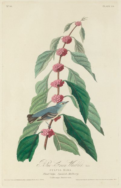 Blågrøn Sanger af Robert Havell after John James Audubon