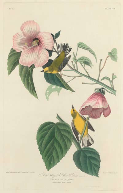 Blåvinget gulsanger af Robert Havell after John James Audubon