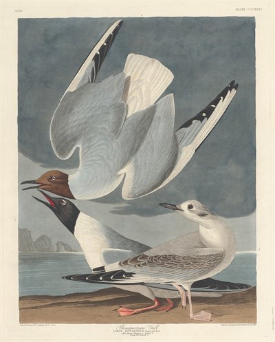 Bonapartisk måge af Robert Havell after John James Audubon