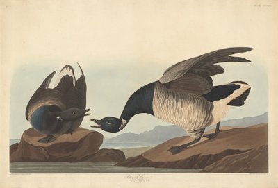 Brantgås af Robert Havell after John James Audubon