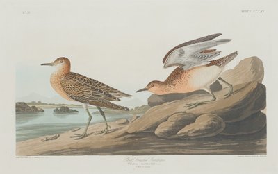 Buff-breasted Sandpiper af Robert Havell after John James Audubon