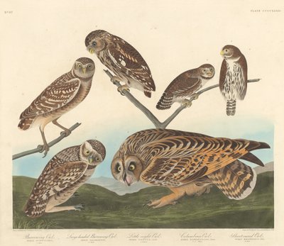 Gravugle, Storhovedet Gravugle og Lille Natugle af Robert Havell after John James Audubon