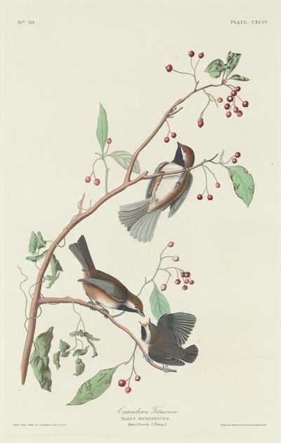 Canadisk mejse af Robert Havell after John James Audubon
