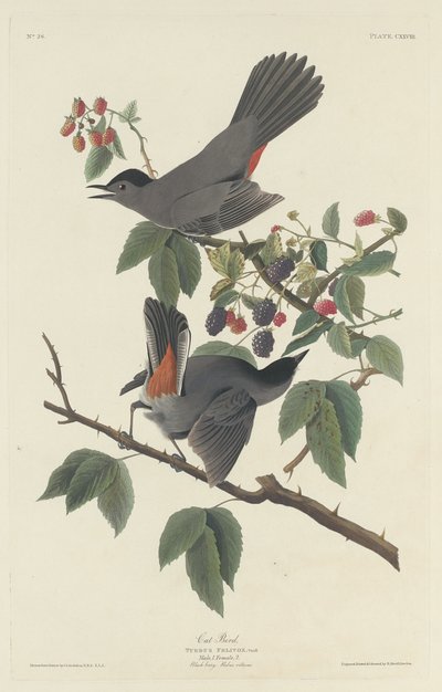 Kat Fugl af Robert Havell after John James Audubon