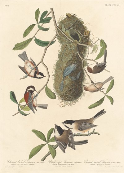 Kastanjerygmejse, sorthættet mejse og kastanjekronmejse af Robert Havell after John James Audubon