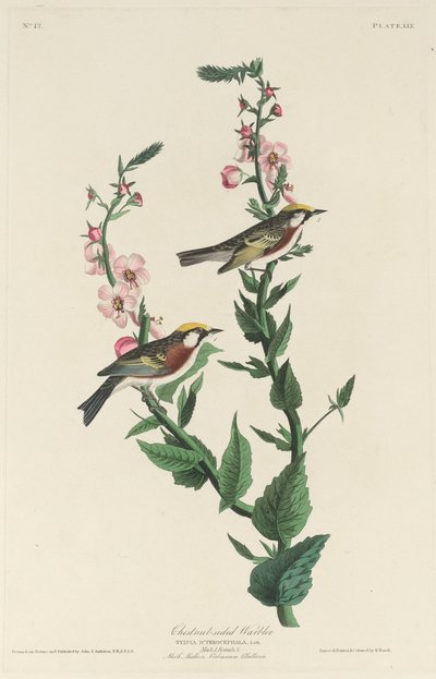 Kastanjesidesanger af Robert Havell after John James Audubon