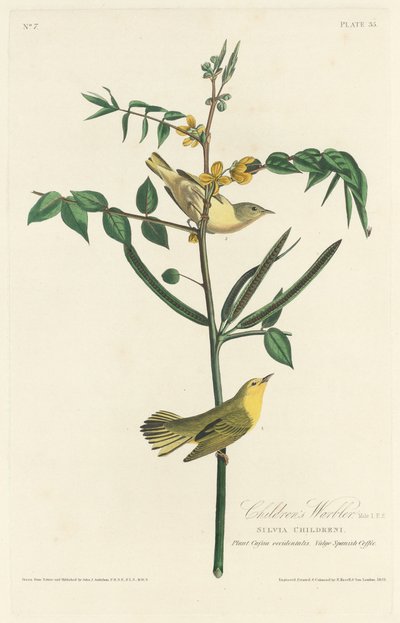 Børnesanger af Robert Havell after John James Audubon