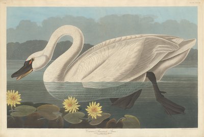 Almindelig amerikansk svane af Robert Havell after John James Audubon