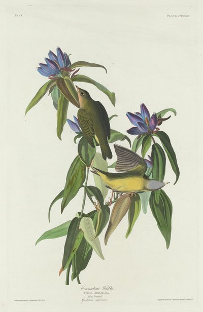 Connecticut Warbler af Robert Havell after John James Audubon