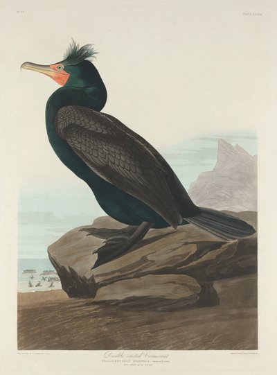 Dobbeltkammet skarv af Robert Havell after John James Audubon
