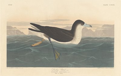 Dusky Petrel af Robert Havell after John James Audubon