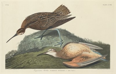 Curlew eskimoer af Robert Havell after John James Audubon
