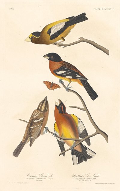 Aften Grosbeak og Spotted Grosbeak af Robert Havell after John James Audubon