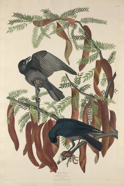 Fisk Krage af Robert Havell after John James Audubon
